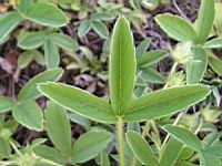 Potentilla Montana (fam. Rosacees) (Pyrenees) (03) (Photo F. Mrugala)